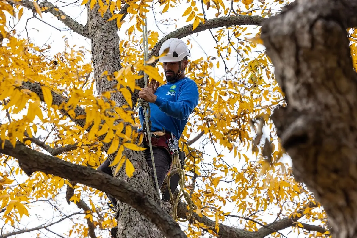 Skilled Storm Damage Cleanup crew working in Saratoga